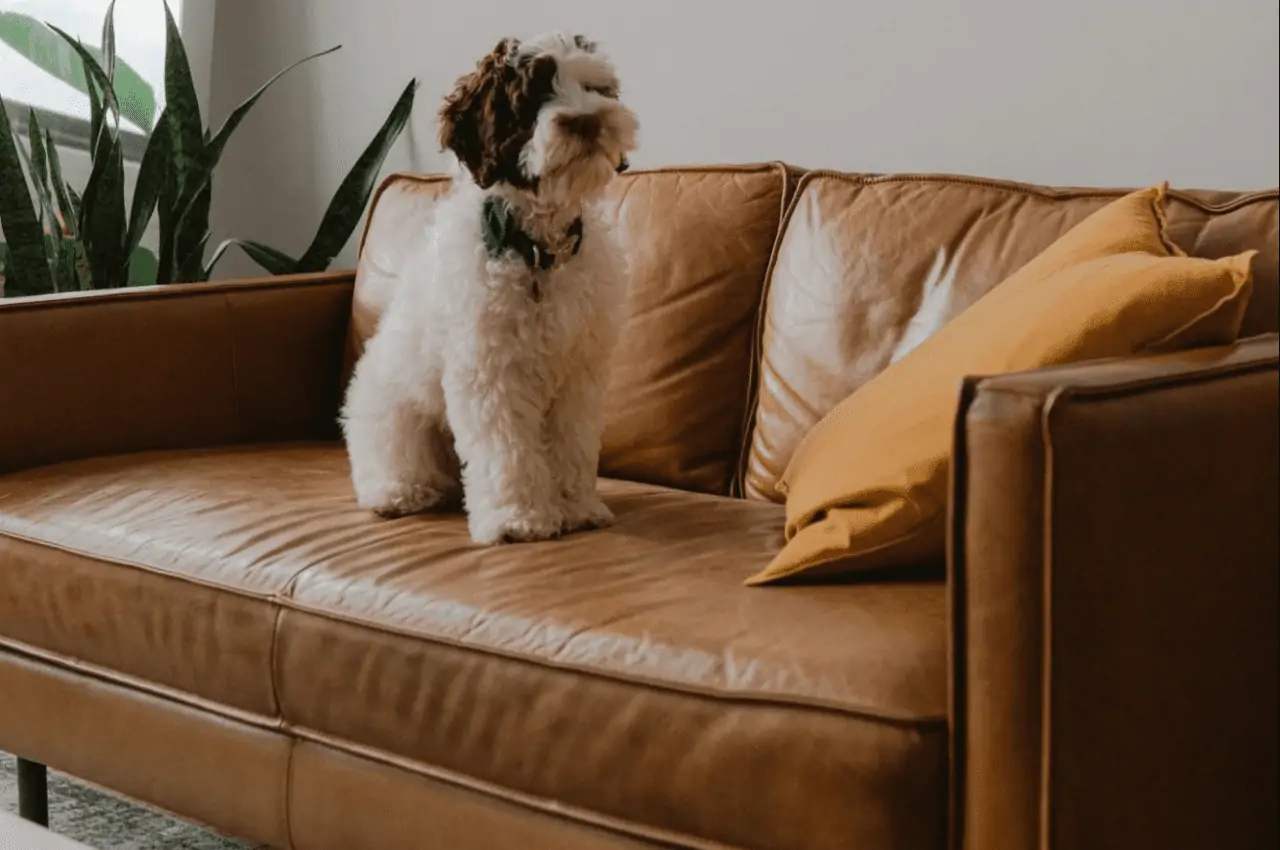 A dog sitting on a sofa