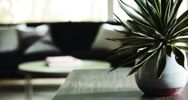 succulent on table in living room